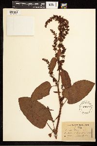 Rumex obtusifolius image
