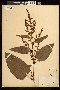 Rumex obtusifolius image