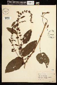 Rumex obtusifolius image