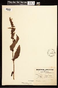 Rumex obtusifolius image