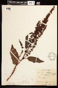 Rumex obtusifolius image