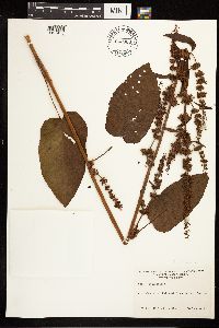 Rumex obtusifolius image