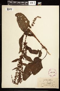 Rumex obtusifolius image