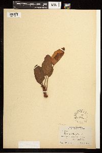 Rumex obtusifolius image