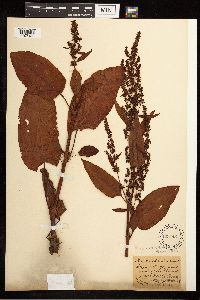 Rumex obtusifolius image