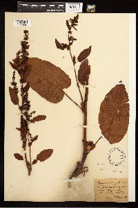 Rumex obtusifolius image