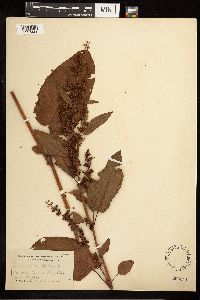 Rumex obtusifolius image