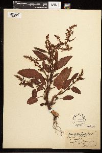 Rumex obtusifolius image