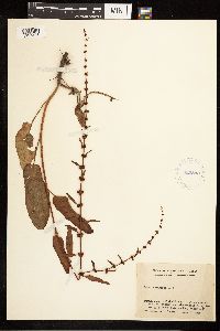 Rumex obtusifolius image