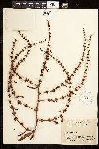 Rumex obtusifolius image