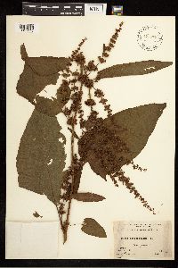 Rumex obtusifolius image