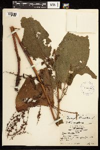 Rumex obtusifolius image