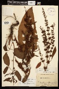 Rumex obtusifolius image