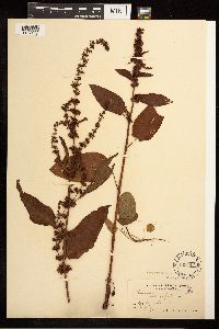 Rumex obtusifolius image