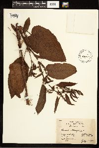 Rumex obtusifolius image