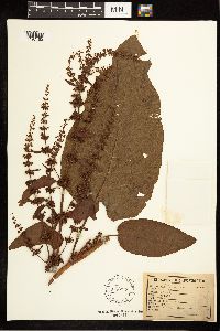 Rumex obtusifolius image