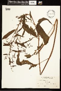 Rumex obtusifolius image