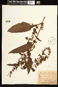 Rumex obtusifolius image