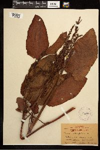 Rumex obtusifolius image