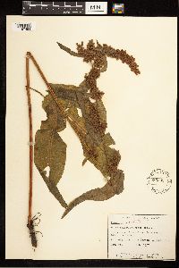 Rumex obtusifolius image