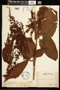 Rumex obtusifolius image