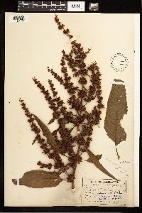 Rumex obtusifolius image