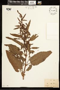 Rumex obtusifolius image