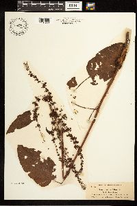 Rumex obtusifolius image