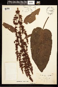 Rumex obtusifolius image