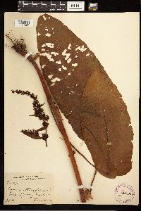 Rumex obtusifolius image