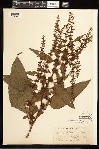 Rumex obtusifolius image