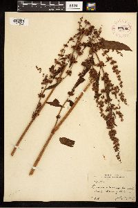 Rumex obtusifolius image