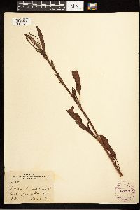 Rumex obtusifolius image