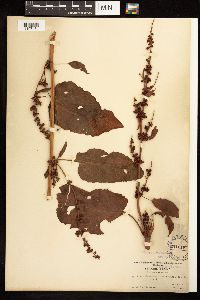 Rumex obtusifolius image