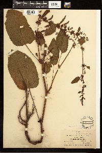 Rumex obtusifolius image