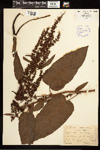 Rumex obtusifolius image