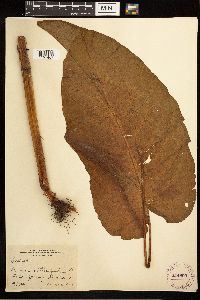 Rumex obtusifolius image