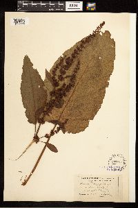 Rumex obtusifolius image