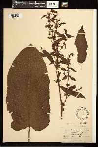 Rumex obtusifolius image