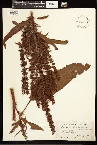 Rumex obtusifolius image