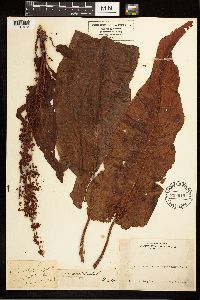 Image Associated With the Occurrence