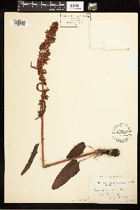 Image Associated With the Occurrence