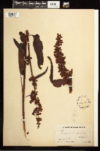 Image Associated With the Occurrence