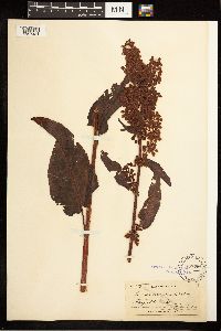 Image Associated With the Occurrence