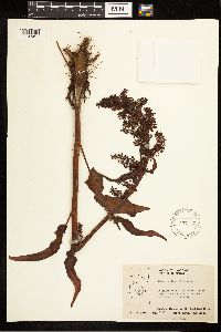 Image Associated With the Occurrence