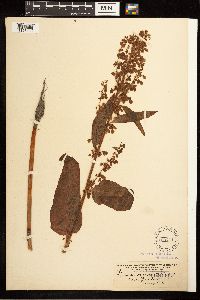 Image Associated With the Occurrence