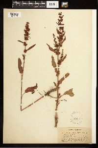 Image Associated With the Occurrence