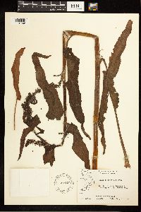 Image Associated With the Occurrence