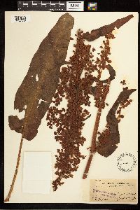 Image Associated With the Occurrence