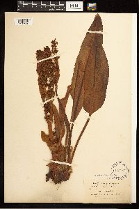 Image Associated With the Occurrence